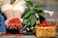 5月18日至6月16日，&ldquo;櫻桃之約&rdquo;邀你共赴！